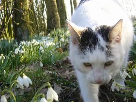 Huskat Elvis (Abekatten) billede 12