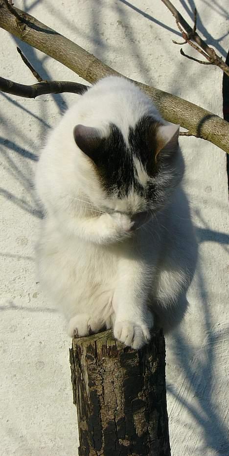 Huskat Elvis (Abekatten) billede 13