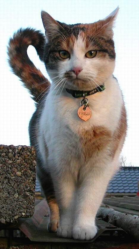 Huskat Freja (eller plumsen) - Her r jeg såhh :) Jeg er så flot når jeg står sådan her ikk oss´? ;) billede 1