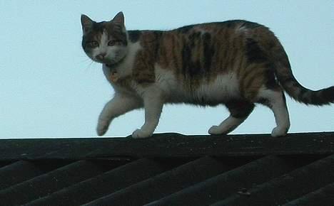 Huskat Freja (eller plumsen) - Uuuuups... Man kan vist se min delle ;) billede 2