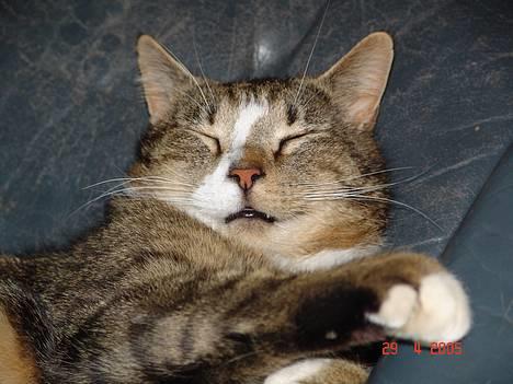 Blanding af racer Pelle - Min lille Pelle muzzer ! billede 1