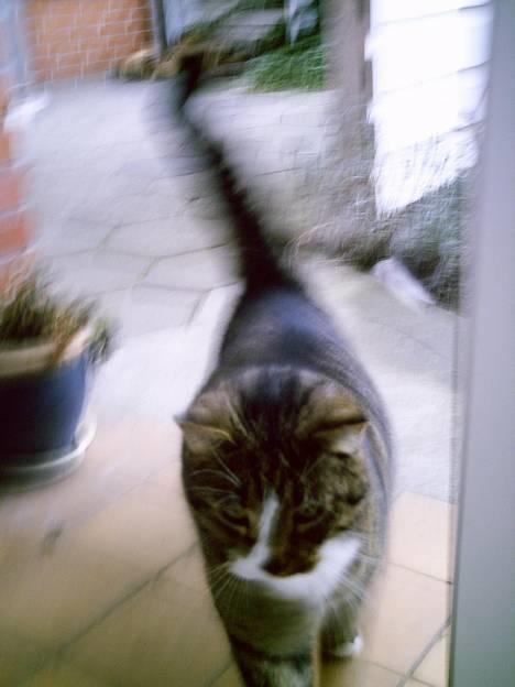 Blanding af racer Pelle - Hotteste kat OG billede ever! billede 2