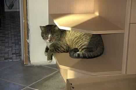 Blanding af racer Pelle - Pelle på hylden !!! billede 3