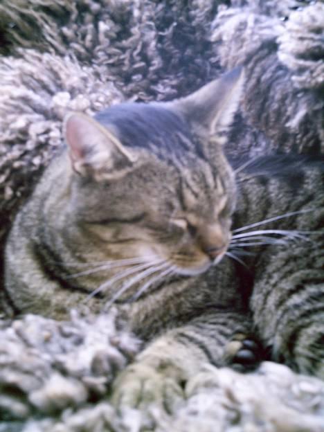 Blanding af racer Pjuske - Min mis. billede 1