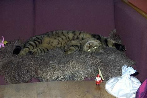 Blanding af racer Pjuske - Er jeg ikke lækker? billede 2