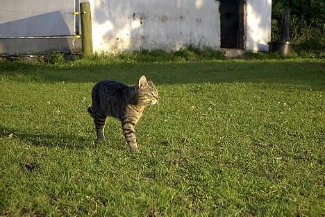 Blanding af racer Pjuske - En gå tur i solskindet !!! billede 3