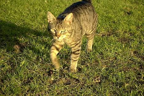 Blanding af racer Pjuske - Pjuske billede 4