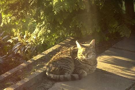 Blanding af racer Pjuske - Min søde mis! billede 5