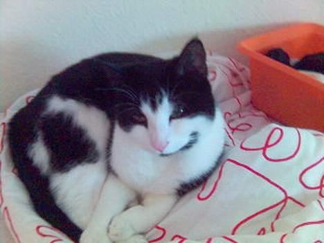 Blanding af racer Mille - mis med øjnene billede 9