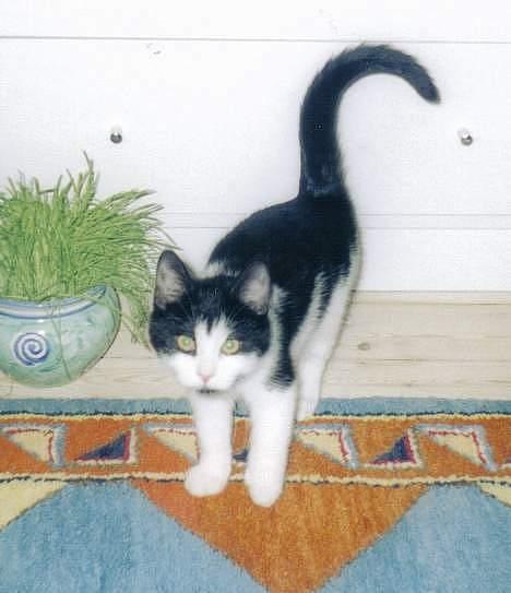 Blanding af racer Mille - hvad sker der? billede 10