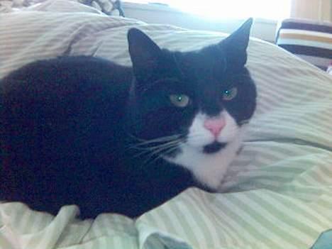 Blanding af racer Lulu - se! solen skinner billede 6