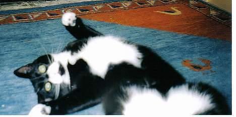 Blanding af racer Lulu - klø mig på maven tak! billede 7