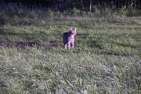 Blanding af racer Pjuske - Pjuske !! billede 6