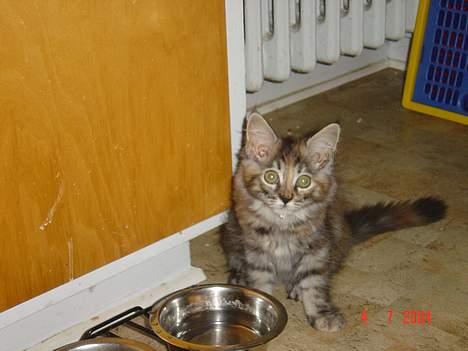 Maine Coon † Pocahontas † - Gives der ikke snart mad ?? billede 1