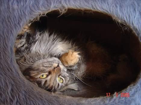 Maine Coon † Pocahontas † - Her er hun i kradsetræet  billede 2