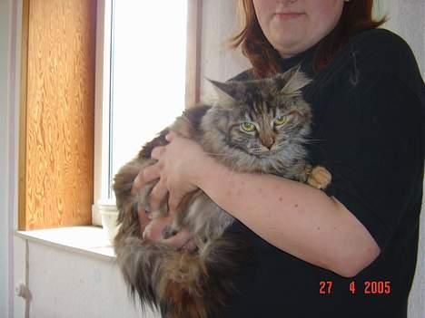 Maine Coon † Pocahontas † - Ligger lige lidt ved mor billede 3