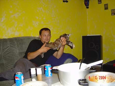 Maine Coon † Pocahontas † - Så lille var hun  da vi købte hende billede 4