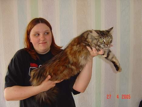 Maine Coon † Pocahontas † - Så stor er hun nu  billede 5