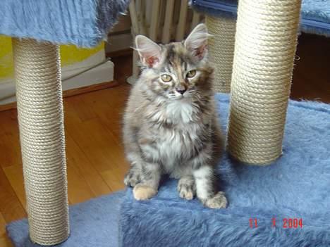 Maine Coon † Pocahontas † - Er jeg ikke bare nuttet ??? billede 6