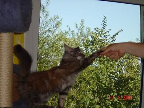 Maine Coon † Pocahontas † - Jeg vil se hvad det er du har der ... billede 7