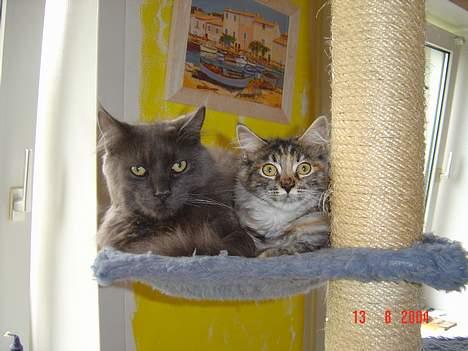 Maine Coon † Pocahontas † - Her er jeg så sammen med Iceman (død 26/04/05) billede 8