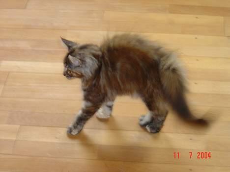 Maine Coon † Pocahontas † - UHHHH jeg blev lige lidt bange  billede 9