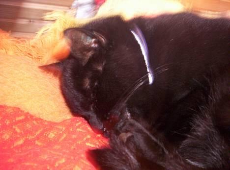 Blanding af racer Carlos billede 6