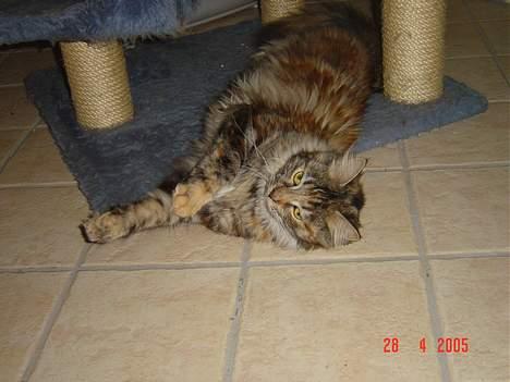 Maine Coon † Pocahontas † - Jeg kan da godt gøre mig til  <3 billede 10