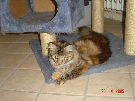 Maine Coon † Pocahontas † - Er jeg ikke bare dejlig ?? billede 11