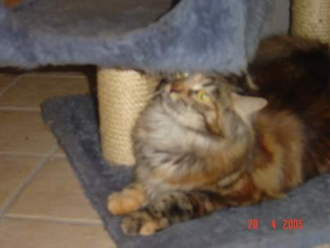 Maine Coon † Pocahontas † - Mmmmm den lugter godt billede 12