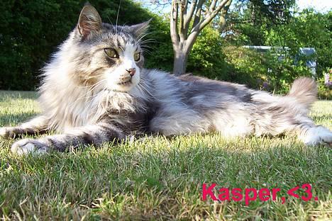 Maine Coon Kasper  -Død- - Løve mis? billede 1