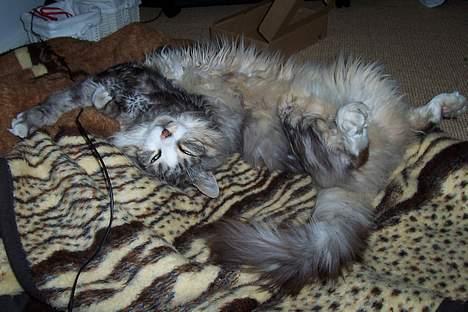 Maine Coon Kasper  -Død- - sover næsten. billede 2