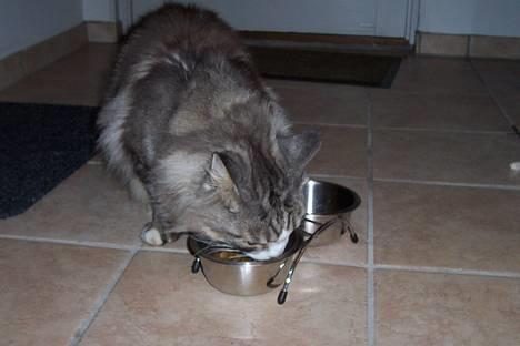 Maine Coon Kasper  -Død- - mad. billede 3