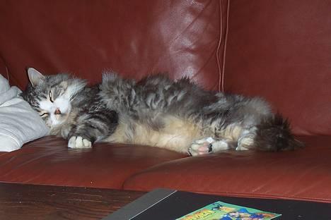 Maine Coon Kasper  -Død- - ? kasper. billede 4