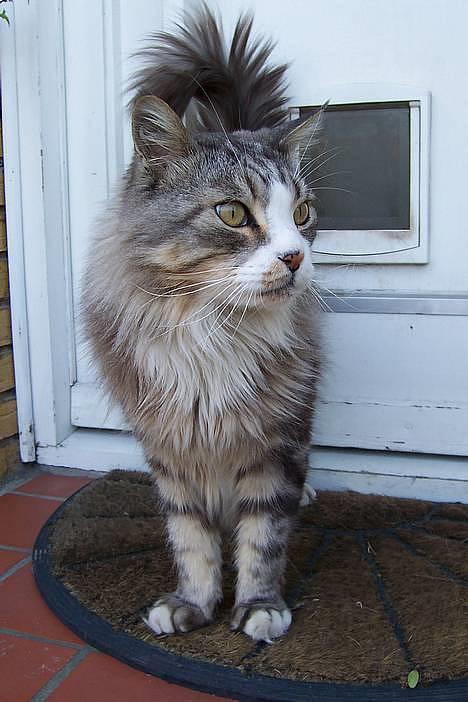 Maine Coon Kasper  -Død- - <3. billede 5