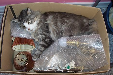 Maine Coon Kasper  -Død- - ligger du godt?<3 billede 6