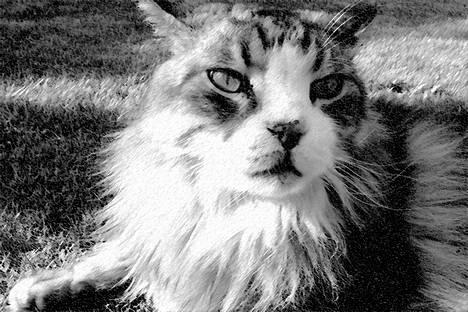 Maine Coon Kasper  -Død- - lidt sur, tror jeg ? billede 7