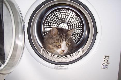 Maine Coon Kasper  -Død- - i vaskemaskinen?! hmm. billede 8