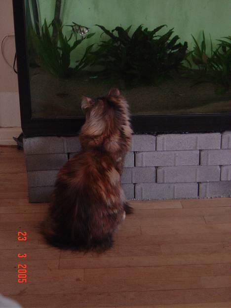 Maine Coon † Pocahontas † - Jeg kan godt lide at se på fisk billede 13