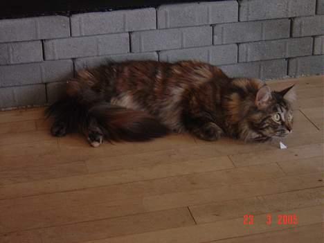 Maine Coon † Pocahontas † - Hov hvad sker der billede 14