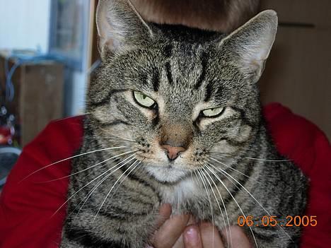 Blanding af racer Tiger - hej!  jeg hedder TIGER.... billede 1