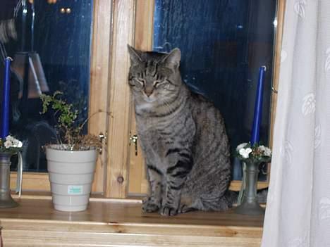 Blanding af racer Tiger - her kan jeg holde øje med alt billede 2