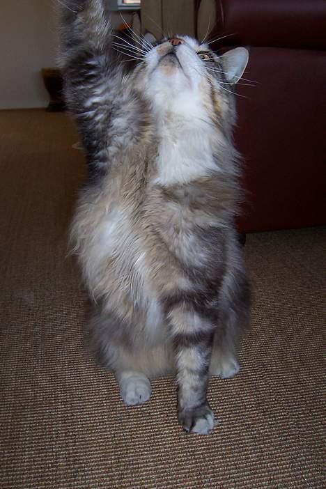 Maine Coon Kasper  -Død- - Er der noget der oppe? billede 9