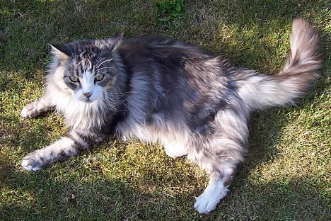 Maine Coon Kasper  -Død- - ser lidt tyg ud?!. hehe <3,. billede 10