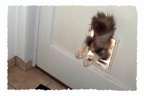 Maine Coon Kasper  -Død- - jeg kom ud ;P billede 11