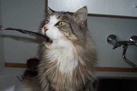 Maine Coon Kasper  -Død- - øhh? ja. billede 12
