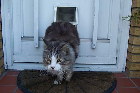 Maine Coon Kasper  -Død- - jeg kom ud! billede 13