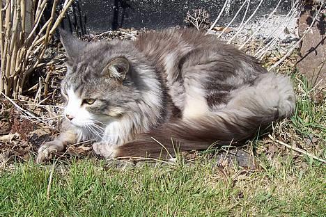Maine Coon Kasper  -Død- - sommer. billede 14