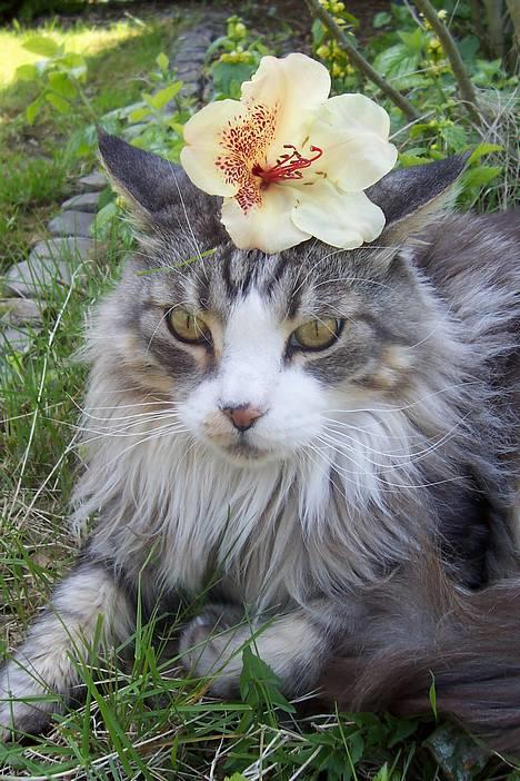 Maine Coon Kasper  -Død- - ude godt men hjemme bedst.<3 billede 15