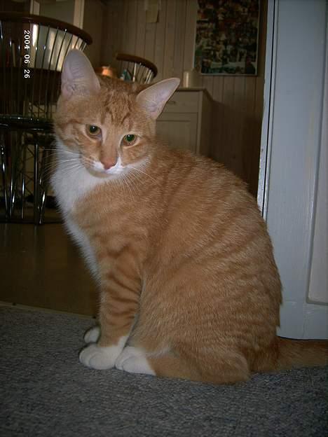 Blanding af racer Garfield - Se hvor kær jeg kan se ud !!!! billede 1